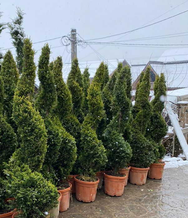 Tuia spirala smaragd