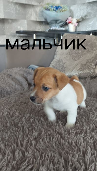 Джек рассыл готовы к переезду