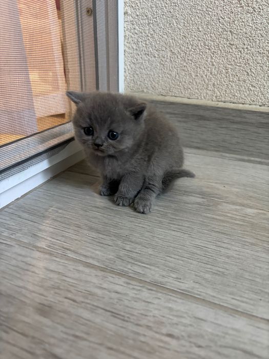 Британски котенца