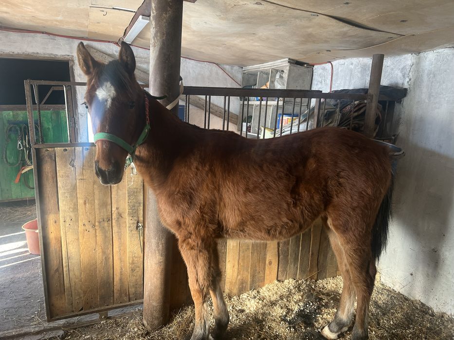 Таза қанды жабағы