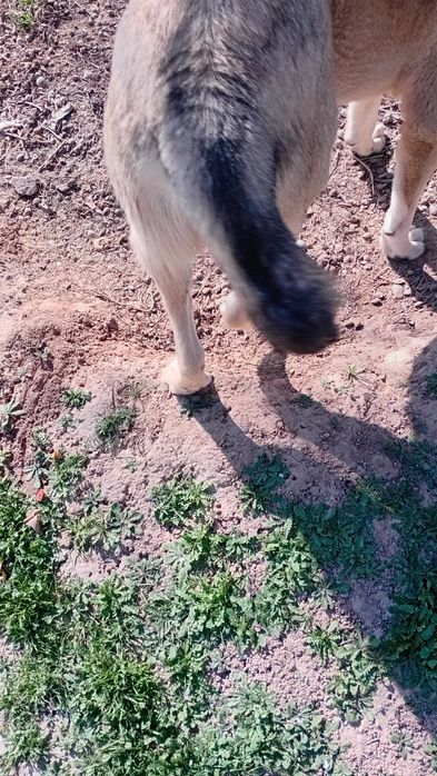 Зоттор ит сотилади