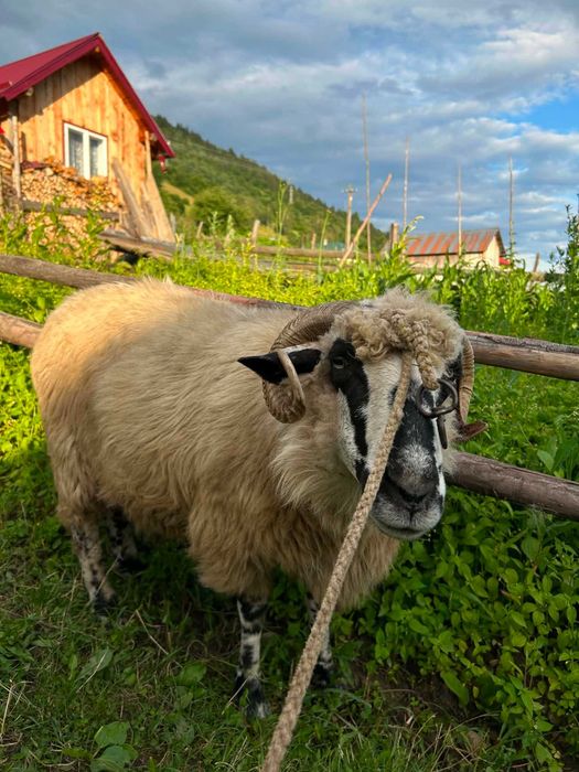 Vand oaie vârstă 4 ani