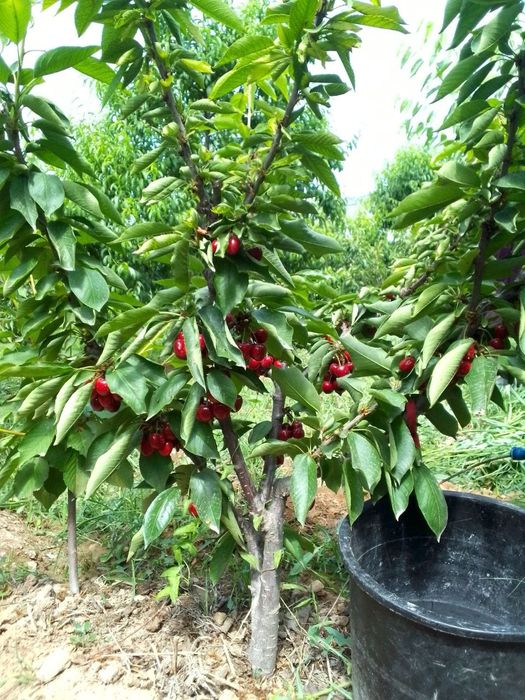 Ўрик 30000 мин гилос 50000 шафтоли 15000 мин