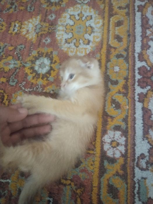 Продаются котята породистые