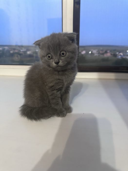Продам котенка британца