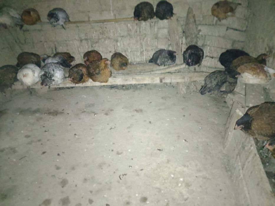Куры брама  молодые