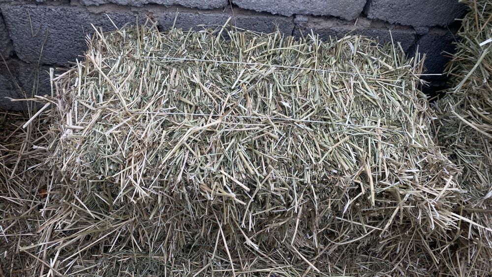 Экспрес жоңғышқа