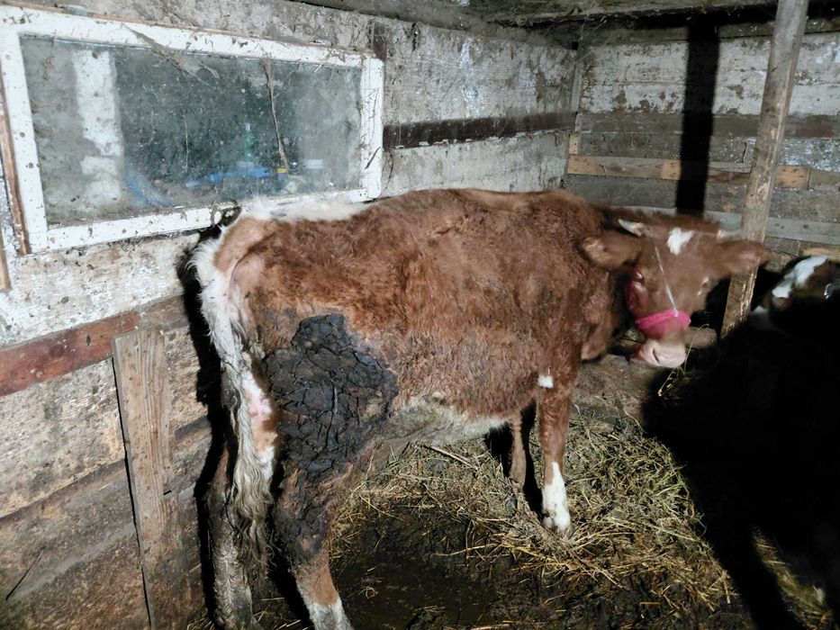 Vițea băltată romanească