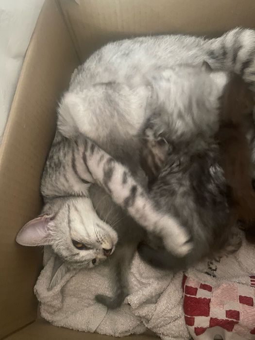Кошку в добрые руки