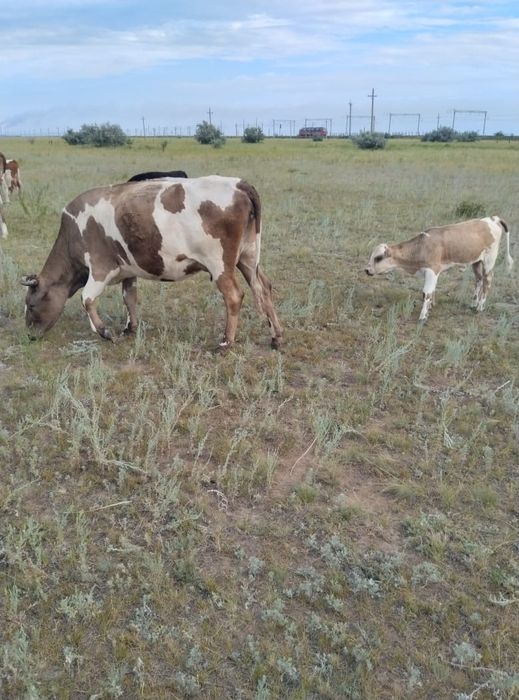 Продам дойных коров.