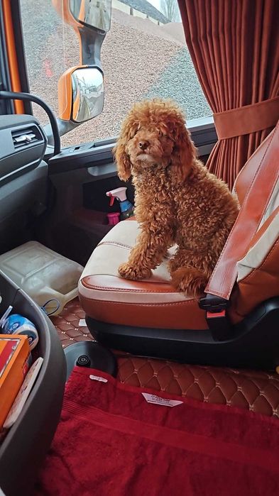 Пудел Мини кученца