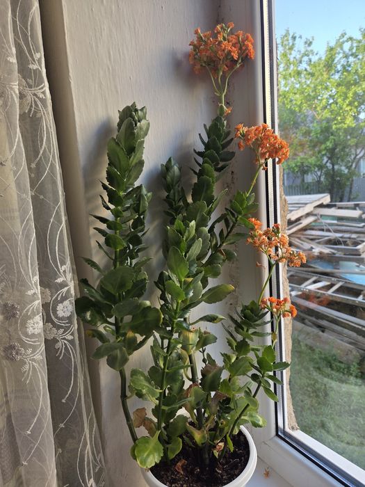 Продам Калонхоэ Блоссфельда