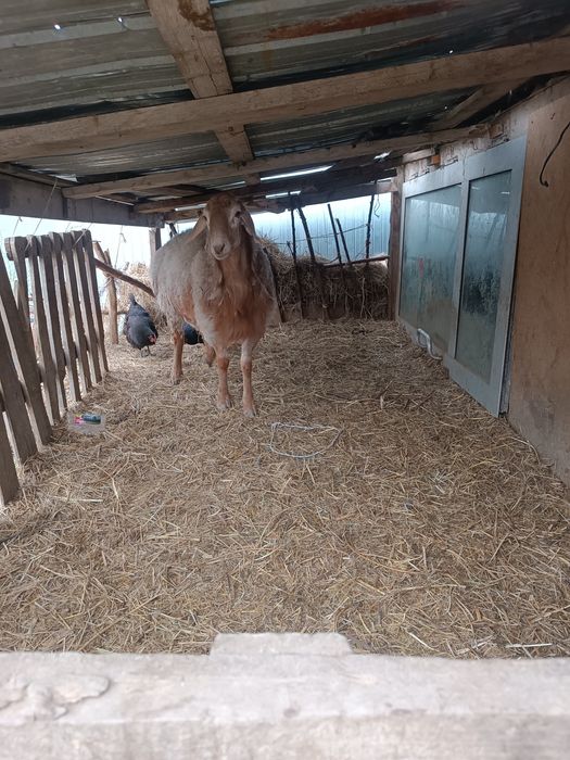 Гисар и обычный баран с ягненком