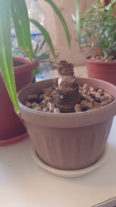 Продам Гиппеаструм