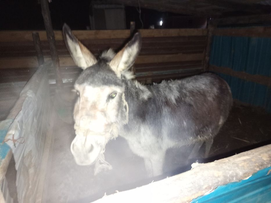 Сатылады елек 30мың