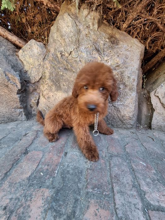 Pudel/Caniche mascul