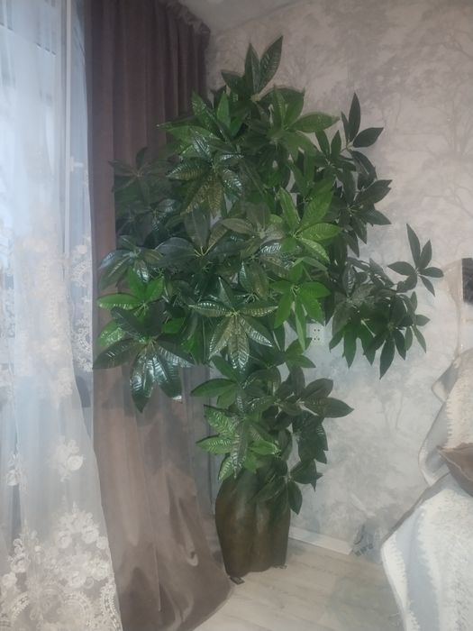 Продам декоративное дерево