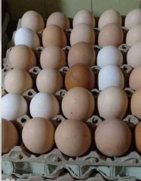 Домашни Пресни Яйца