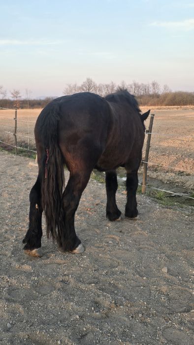 Manză Ardeneză full pedigree