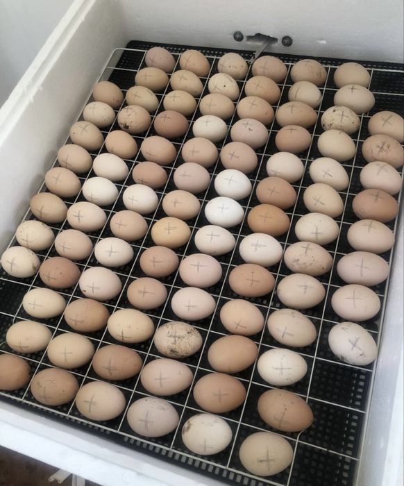 Инкубационные яйца брама