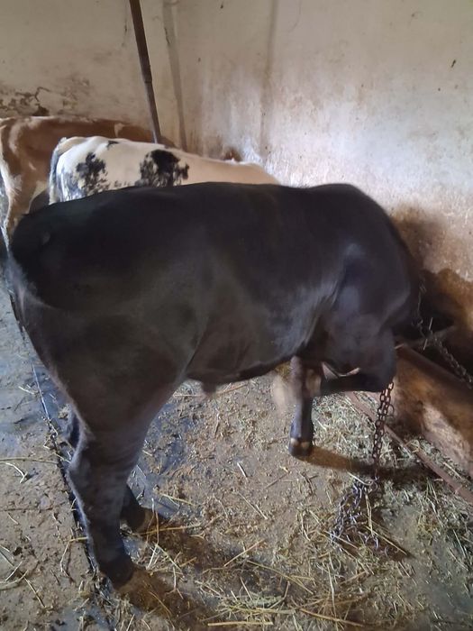 Vand 5 taurasi de carne