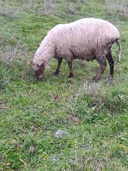 Продавам 3  овце