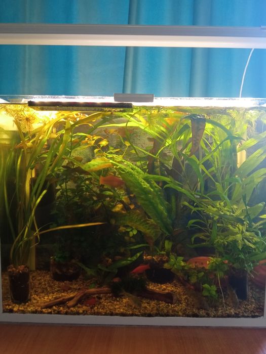 Аквариумные растения