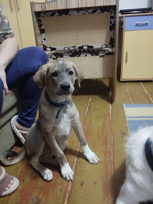 Щенок привитый мальчик 3 месяца