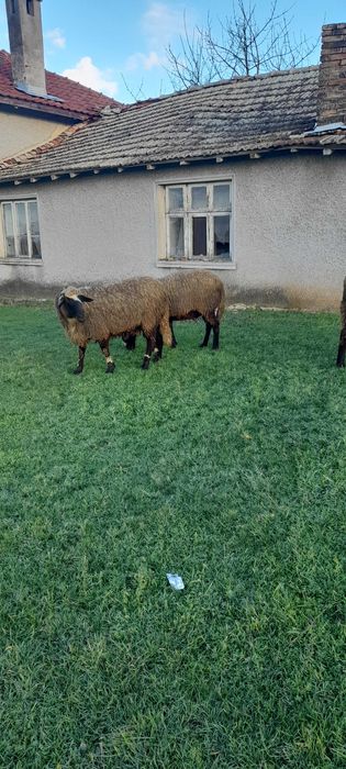 Кочове 4 броя на 1г и 2г.