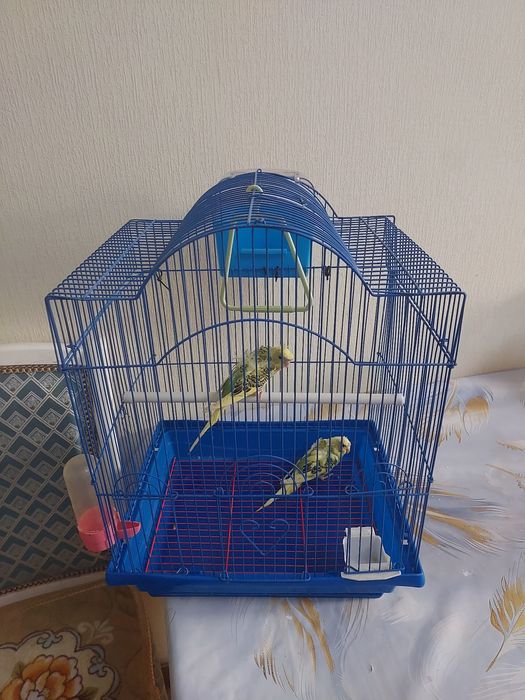 Хогаромы пара ангелов