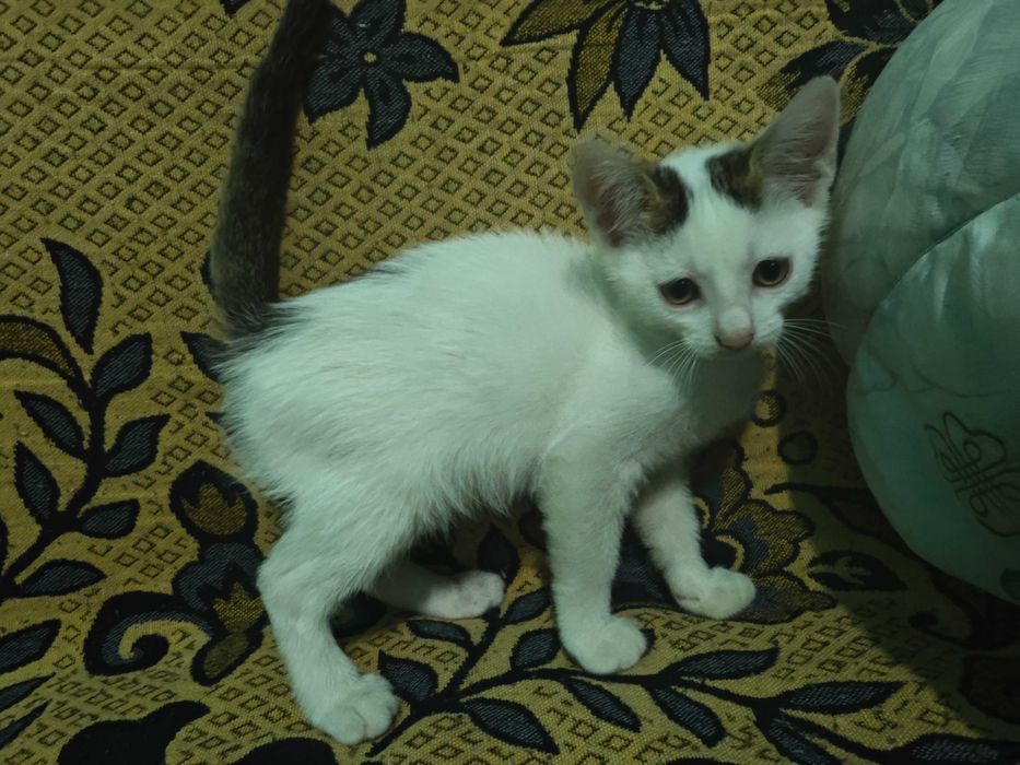 Adopție pisici 2 luni