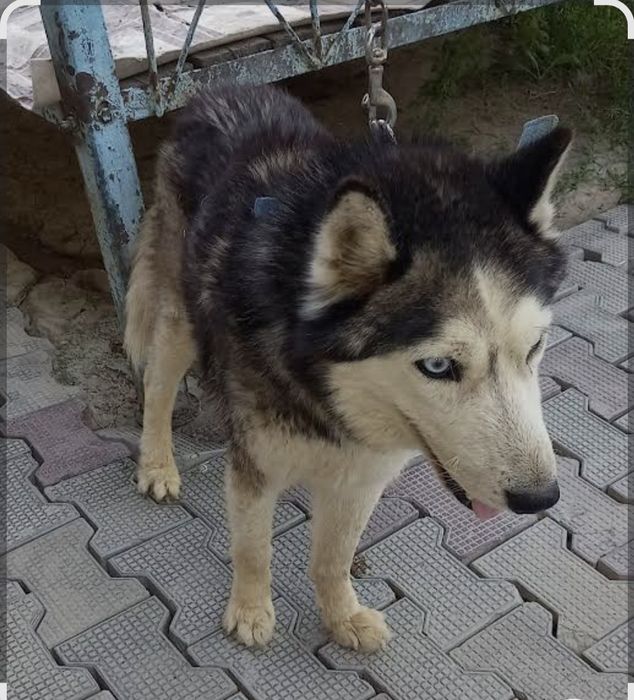 Husky erkak  sotiladi