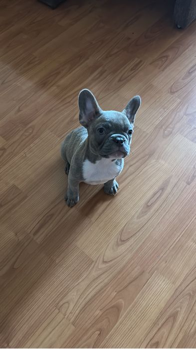 Bulldog francez lilac