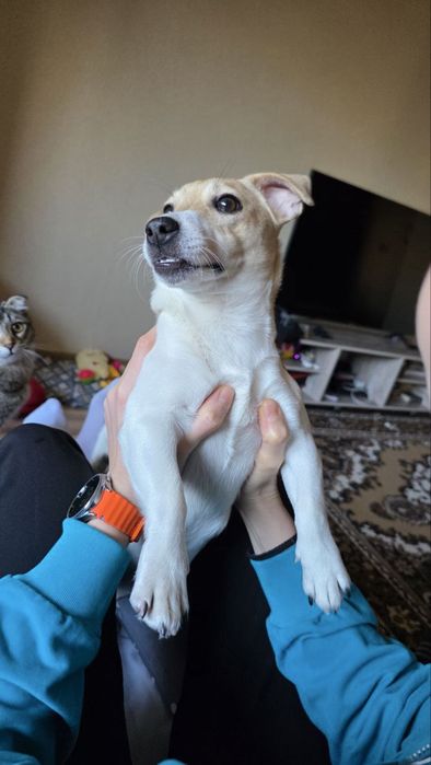 Отдам собаку в зорошие руки