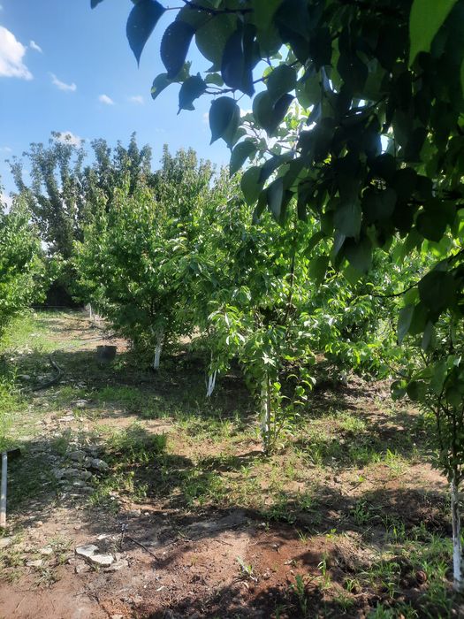 Алмалыдан дача сатылады