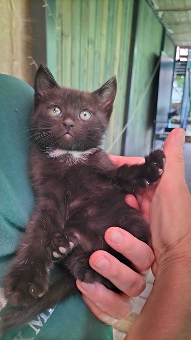 Котята бесплатно