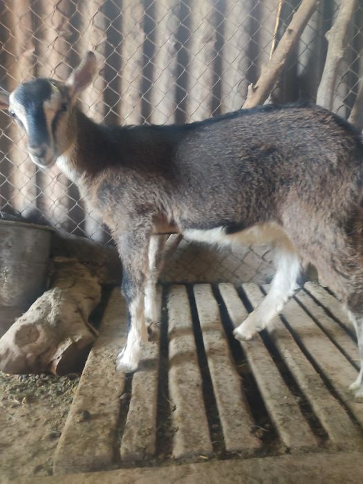 Продам альпийского козлика