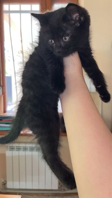 Милый котенок бесплатно