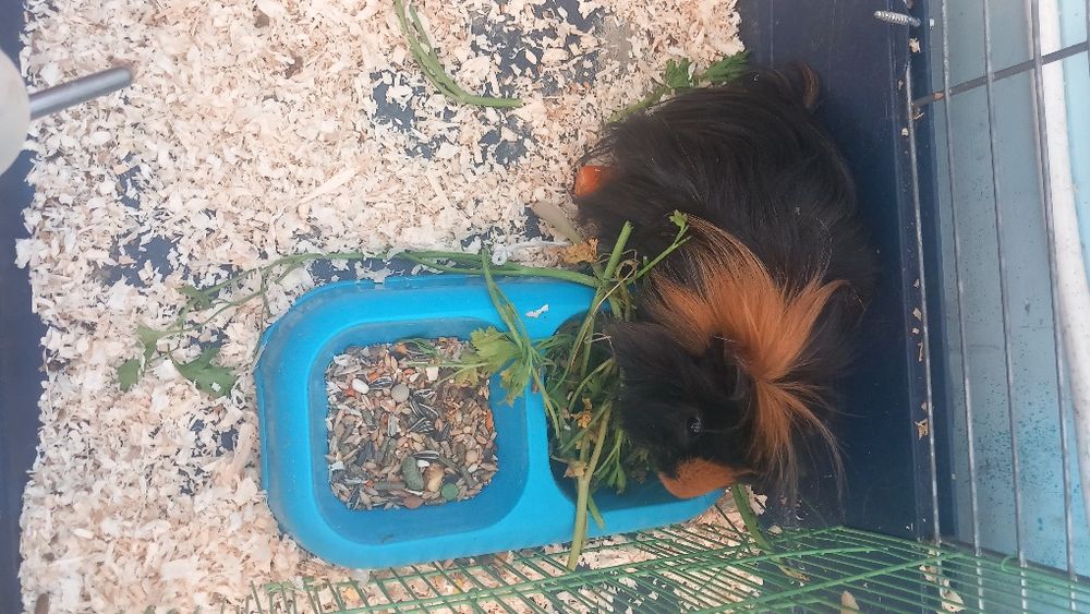 Vând porcușor de guineea