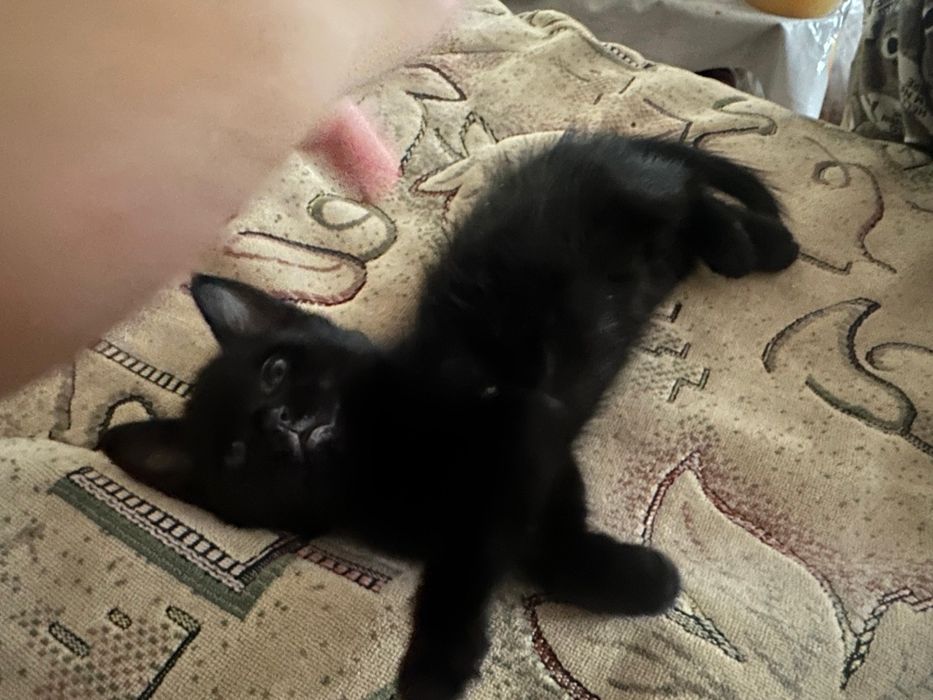 Отдам котят бесплатно