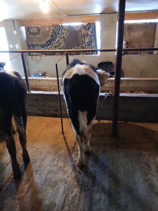 Таналар сатылады .