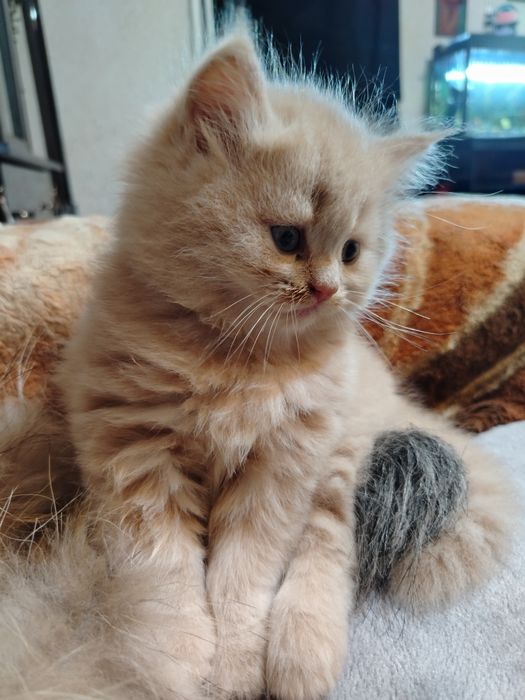 Продаются  если всех 2млн