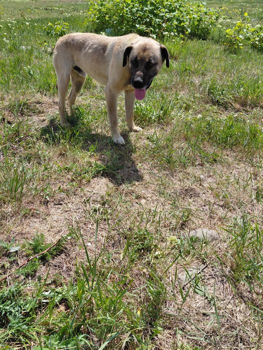 Dau spre adoptie metis kangal virsta 1.5 ani