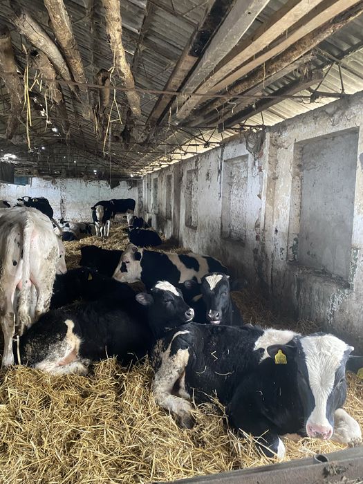 Vând 20 viței foarte bine îngrijiți ,femele și masculi,diferite varste