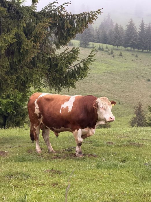 De vânzare doua vaci si un taur