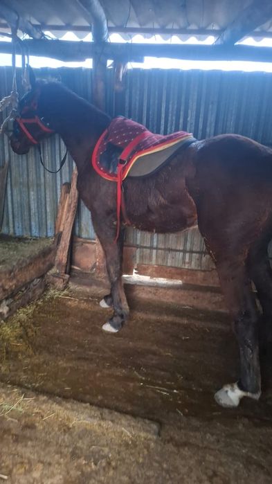 Продам кунан хорошей породы