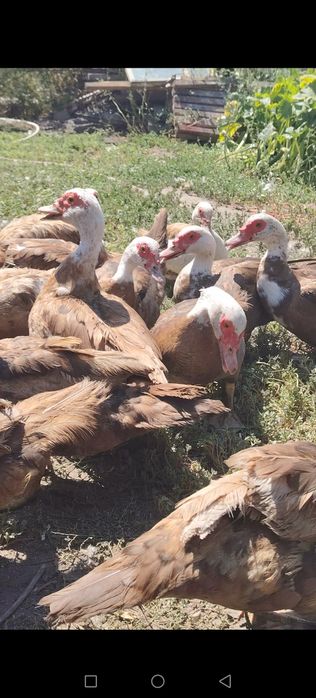 Продамм. Продам.