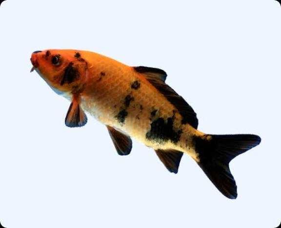 Продам карпов кои