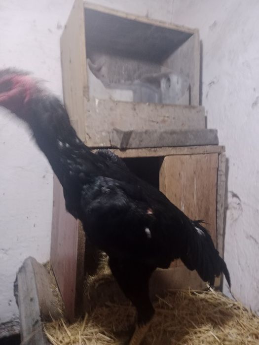 Дакан балапандарын сатылады