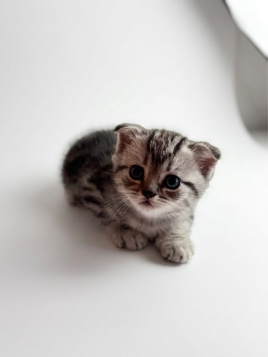 продам шотланских котят